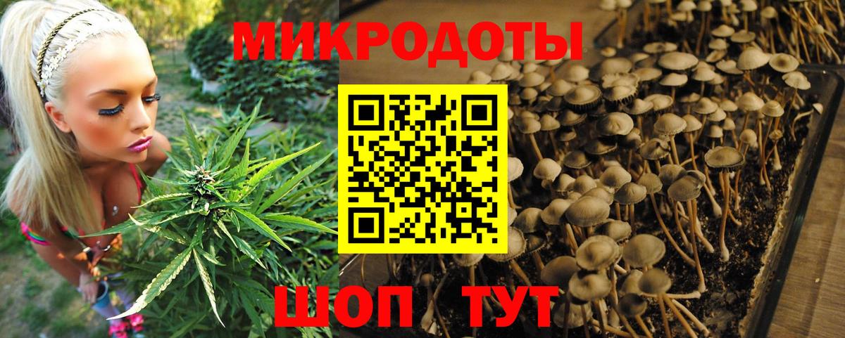 Псилоцибиновые грибы Cubensis Муром